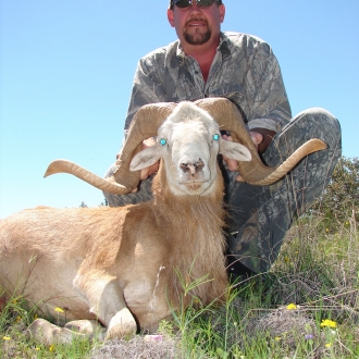 Trophy blonde sheep